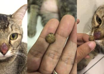 “Bertahun Anda Tak Bekerja”, Bekas Isteri ND Lala Dedah Anak Tanggung Keluarga