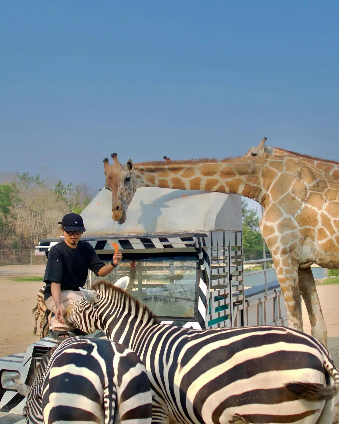[VIDEO] Pelancong Malaysia Terkena Sepakan Zirafah Di Taman Safari Thailand
