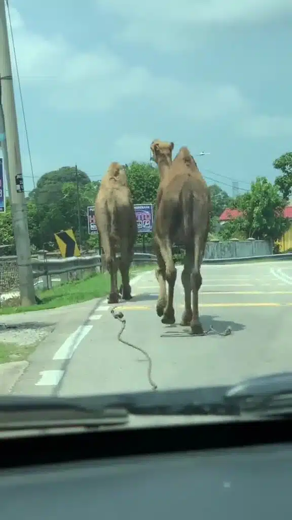 Unta Bernama Bashar & Bashir Terlepas Ke Jalan Besar, Pemilik Dedah Hal Sebenar