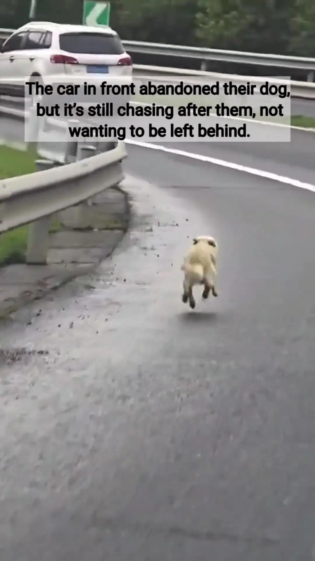 [VIDEO] Dibuang Atas Lebuhraya Sunyi, Anjing Putih Kejar Laju Kereta Tuannya