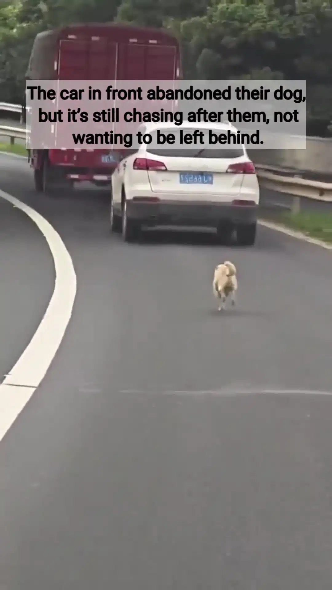 [VIDEO] Dibuang Atas Lebuhraya Sunyi, Anjing Putih Kejar Laju Kereta Tuannya