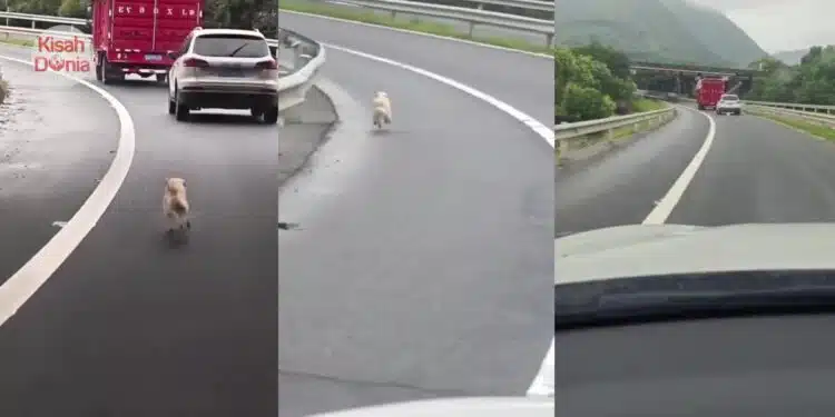 [VIDEO] Dibuang Atas Lebuhraya Sunyi, Anjing Putih Kejar Laju Kereta Tuannya