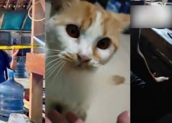 Penghuni Pelik Kucing Banyak Hilang, Rupanya Pemilik Rumah Sewa Tangkap & Makan