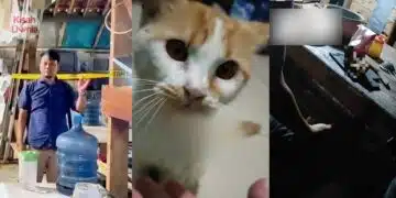 Kucing Kemurungan Lepas Pemergian Tuannya, Anak Bawak Oyen Lawat Kubur Bapa