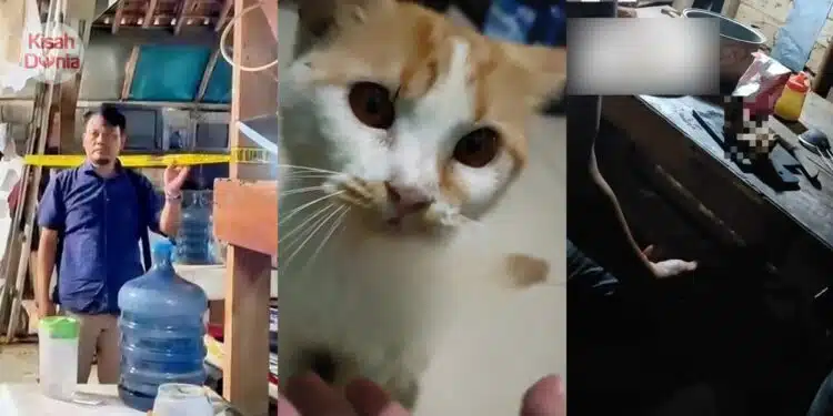 Penghuni Pelik Kucing Banyak Hilang, Rupanya Pemilik Rumah Sewa Tangkap & Makan