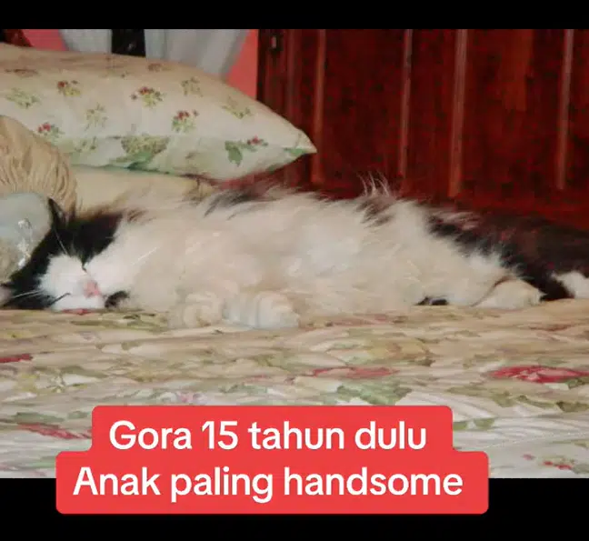 “Kakak Balik Nak” – Gadis Terbang Dari Overseas Demi Kucing Yang Bakal Pergi