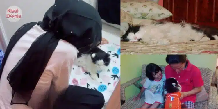 “Kakak Balik Nak” – Gadis Terbang Dari Overseas Demi Kucing Yang Bakal Pergi