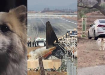 Tubuh Reput Ditemui Di Sungai Yang Penuh Buaya Sah Milik Remaja Yap Xin Yuan