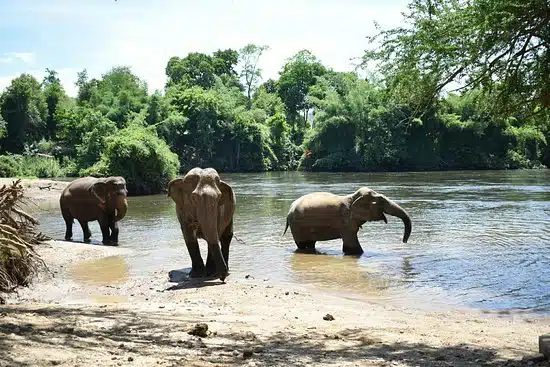 Gajah ‘Naik Minyak’ & Tertekan Ketika Dimandikan, Pelancong Dilaporkan ‘Tewas’