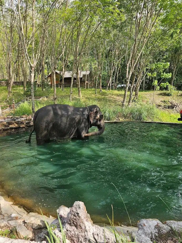 Gajah ‘Naik Minyak’ & Tertekan Ketika Dimandikan, Pelancong Dilaporkan ‘Tewas’