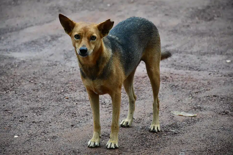 Termakan Roti Beracun Untuk Lupus Anjing Liar, 3 Beradik ‘Pergi’ Selamanya