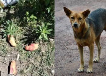 Insiden Pilu 5 Beranak Di Jasin, Isteri Rupanya Sedang Hamil 5 Bulan Anak Ke-7