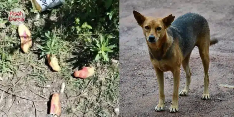 Termakan Roti Beracun Untuk Lupus Anjing Liar, 3 Beradik ‘Pergi’ Selamanya