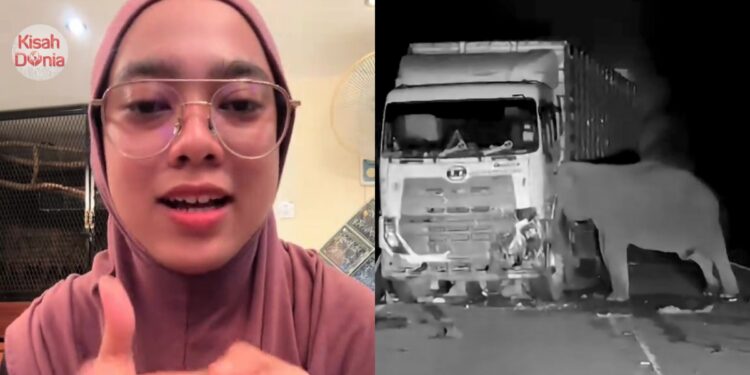 Pemandu Lori Ayam Dituduh Bawa Laju, Penjelasan Wanita Ini Buka Mata Ramai