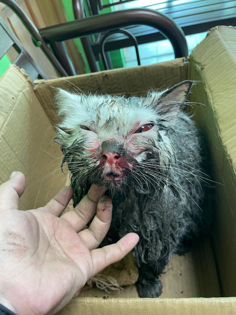 Wanita Cari Kucing Indoor Hilang, Rupanya Jiran Jolok & Sumbat Ke Longkang