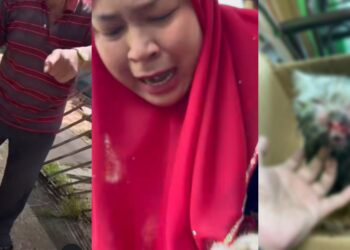 Wanita Cari Kucing Indoor Hilang, Rupanya Jiran Jolok & Sumbat Ke Longkang