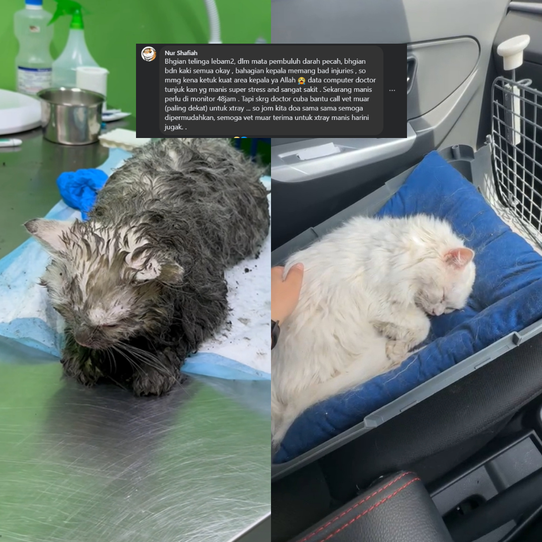 “Manis Agak Nazak” Wanita Dedah Pernah Dihamun Jiran Sama Masa Bawa Kucing Jalan