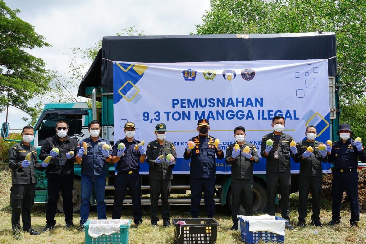 Pihak Kastam Lupus Mangga Seludup, Siram Cecair Perosak, Penduduk Gali & Kutip