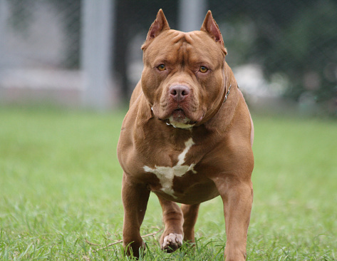 Ibu Pergi Letak Baju Kotor Sebentar, Pitbull Tiba-Tiba Gigit Leher & Dagu Anak