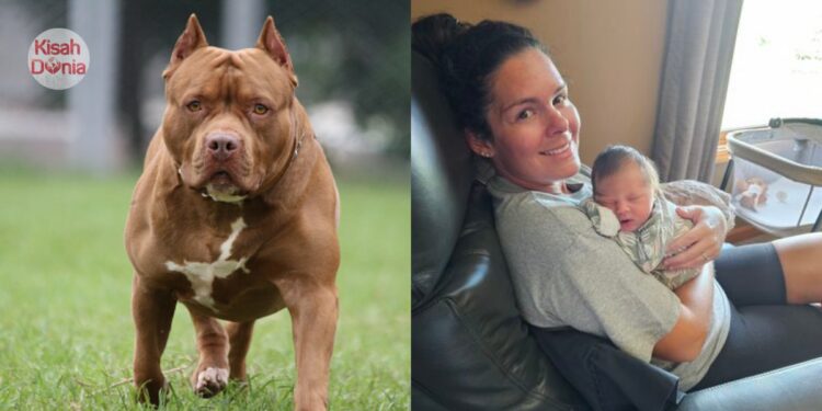Ibu Pergi Letak Baju Kotor Sebentar, Pitbull Tiba-Tiba Gigit Leher & Dagu Anak