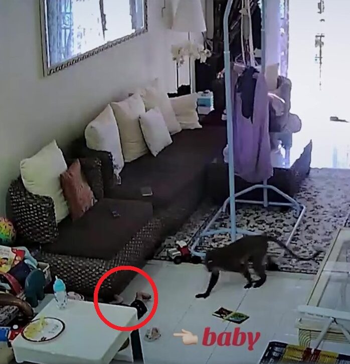 Monyet Masuk Rumah, Cuba Larikan Bayi Yang Ditinggal Berseorangan Di Ruang Tamu
