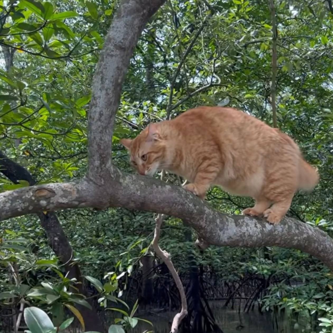 5 Hari ‘Ghaib’ Di Hutan, Akhirnya Kucing Pulang Ke Pangkuan Pemilik