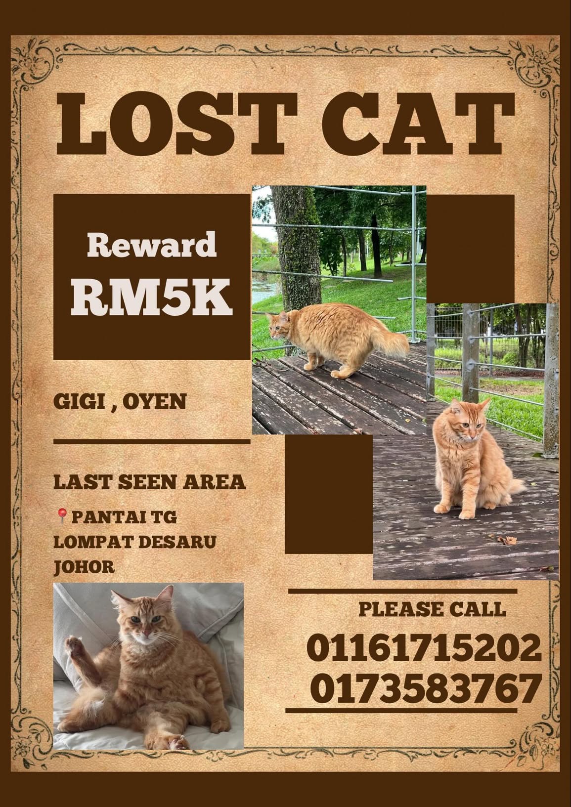 5 Hari ‘Ghaib’ Di Hutan, Akhirnya Kucing Pulang Ke Pangkuan Pemilik