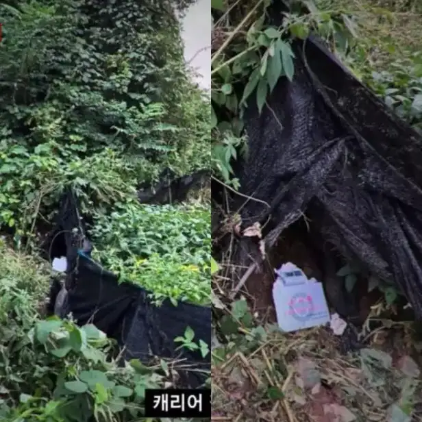 Influencer Disumbat Ke Bagasi & Dibuang Ke Gunung, CEO Syarikat IT Suspek Utama