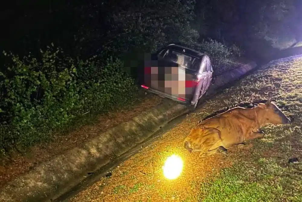 Keluar Beli Susu, Suami Isteri Nahas Hentam Lembu, Bayi 11 Bulan Pergi Selamanya