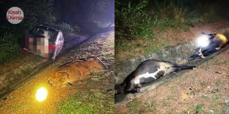 Keluar Beli Susu, Suami Isteri Nahas Hentam Lembu, Bayi 11 Bulan Pergi Selamanya