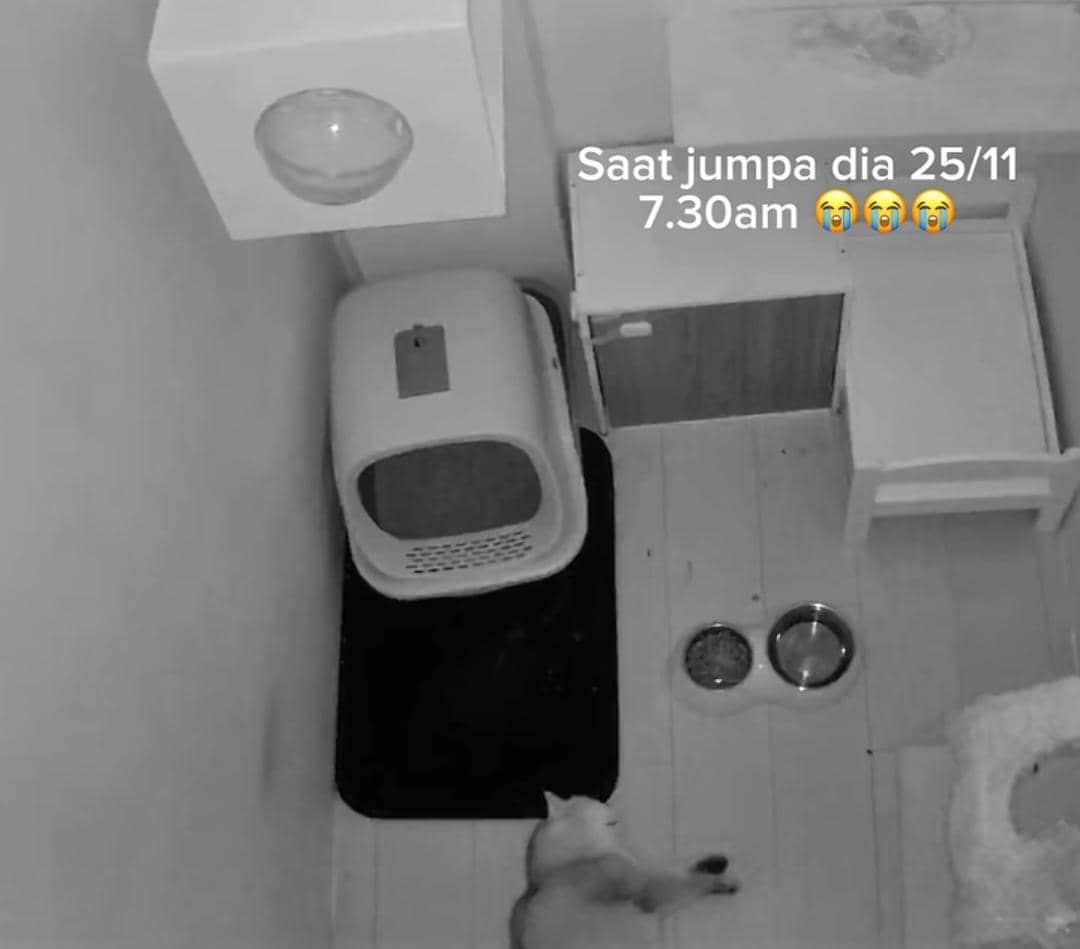 Selamat Jalan “Jellybean”, Kucing Kesayangan Johanandhiscats Pergi Mengejut