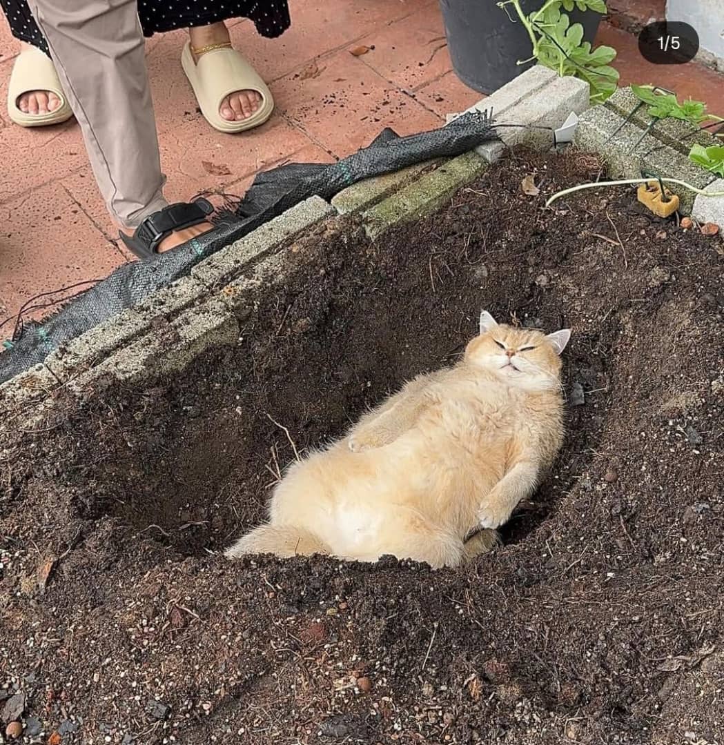 Selamat Jalan “Jellybean”, Kucing Kesayangan Johanandhiscats Pergi Mengejut