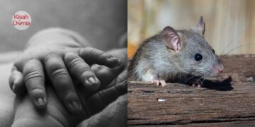 Ibu Ada Urusan Luar, Bayi Pramatang Ditinggal Di Rumah Meninggal Digigit Tikus