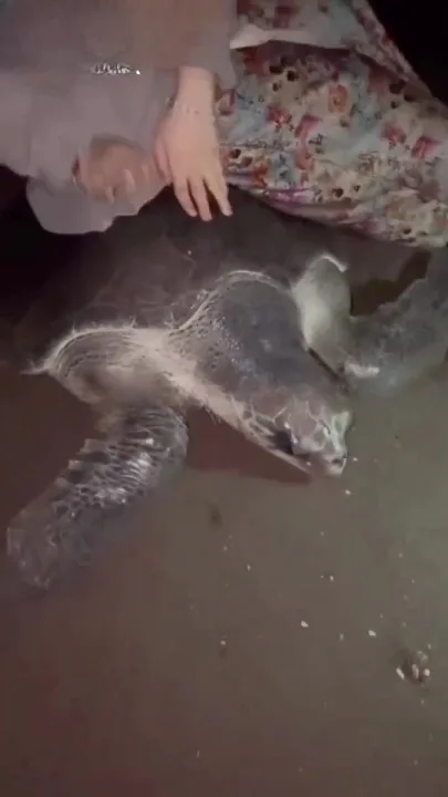 Wanita Berpurdah Mohon Maaf Duduk Atas Penyu, Teruja Nampak Pertama Kali