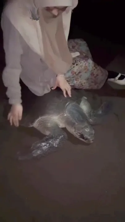 Wanita Berpurdah Mohon Maaf Duduk Atas Penyu, Teruja Nampak Pertama Kali
