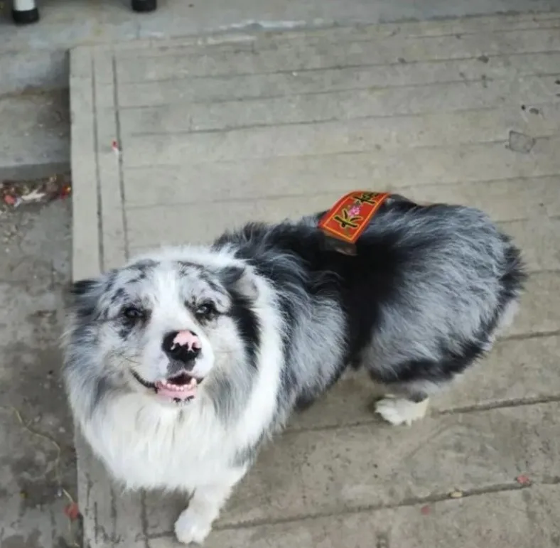 Anjing Punyai 1.5j Follower Dicuri, Rupanya Sudah Dijual Ke Restoran & Dimakan