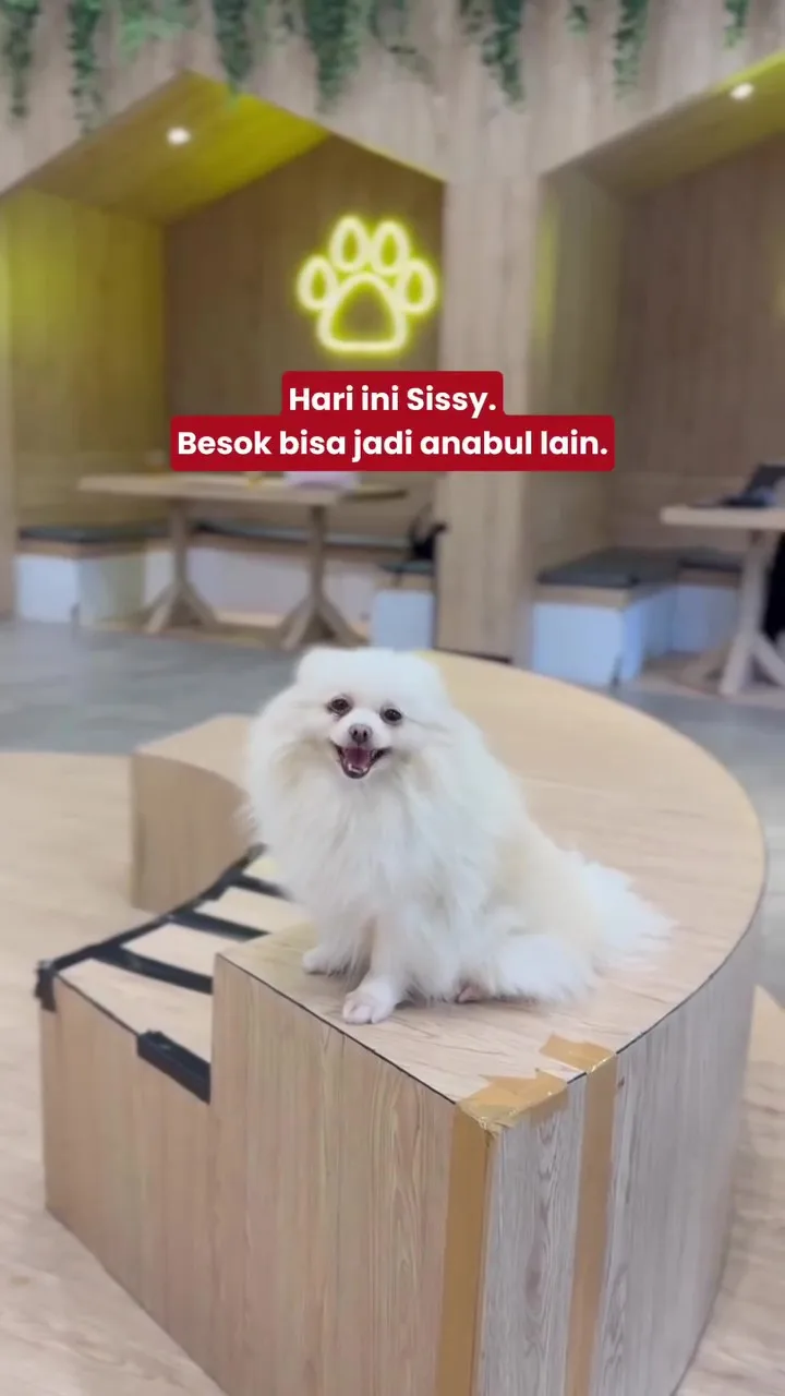 Pemilik Kafe Haiwan Terkejut, Pengunjung Paksa Anjing Jilat ‘Anggota Bawah’