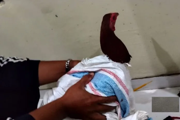 Curi Ayam, Ayah Meninggal Dunia Dikeroyok Penduduk, Anak Nangis Teresak-Esak