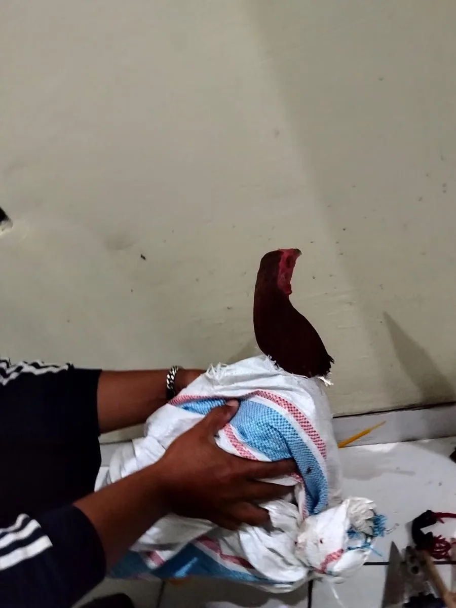 Plot Twist Kisah Sedih Kematian Pencuri Ayam, Rupanya Ada Rekod Jenayah
