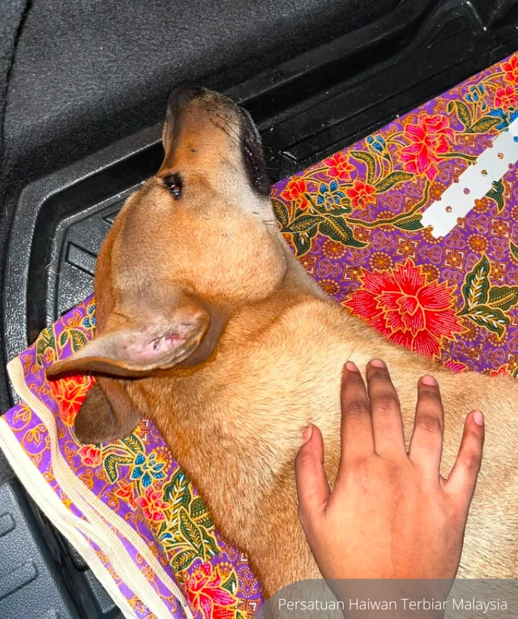 Rocky Dianiaya Sehingga Terberak, Tuan Anjing Dedah Kronologi Malam Kejadian