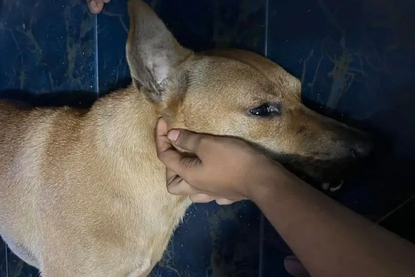 Rocky Dianiaya Sehingga Terberak, Tuan Anjing Dedah Kronologi Malam Kejadian
